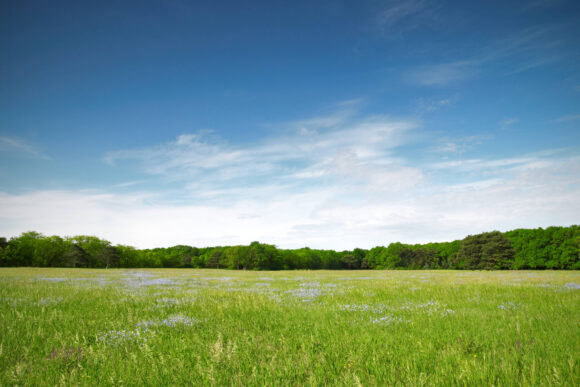 Green, open field on a bright, sunny day.