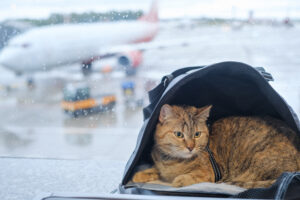 Flying with Pets During a Military PCS: Airline Fees, Rules & Exceptions